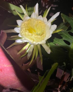 Charles Halford Instagram - The first dragon breathes
Tropical storm Los Angeles 
pollen paste, create.

. #pitaya #night #flowers #rain #haiku