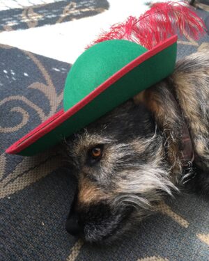 Charles Halford Instagram - A dog wearing a hat.  A sporting Lady.  Put a feather in my cap and call me a good girl. 
#dogswearinghats 
#dogsinhats 
#LadyMacBeard
#goodsport 
#costume 
#dog