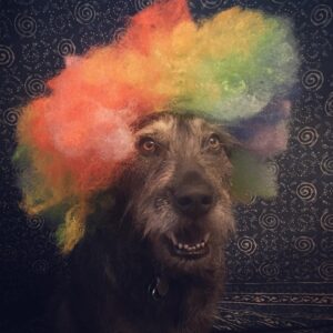 Charles Halford Instagram - #clown 
#dog
#happyhalloween