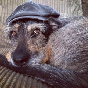 Charles Halford Instagram - Thanks for the love.  And big (Big John) love back to yous all!  As a token of my appreciation, here is a semi-recent photoshoot of my dog in a hat.  #p4l #dogsofinstagram #dogsinhats :)❤️!