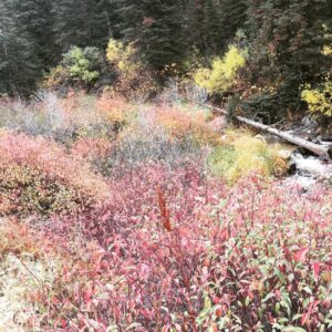 Charles Halford Instagram - Breaking the law.  I shot the ish outta the place. I just wish you could smell these photos.  #autumn #utah #skyline #color #nature #freshair #decay #fall #winteriscoming