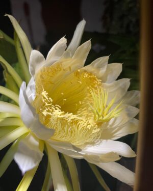 Charles Halford Instagram - The first dragon breathes
Tropical storm Los Angeles 
pollen paste, create.

. #pitaya #night #flowers #rain #haiku