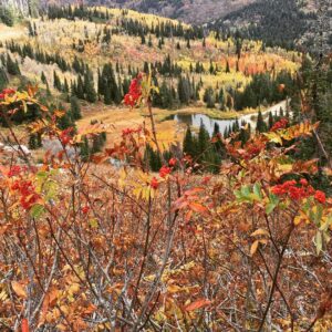 Charles Halford Instagram - Breaking the law.  I shot the ish outta the place. I just wish you could smell these photos.  #autumn #utah #skyline #color #nature #freshair #decay #fall #winteriscoming