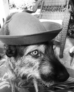 Charles Halford Instagram - A dog wearing a hat.  A sporting Lady.  Put a feather in my cap and call me a good girl. 
#dogswearinghats 
#dogsinhats 
#LadyMacBeard
#goodsport 
#costume 
#dog