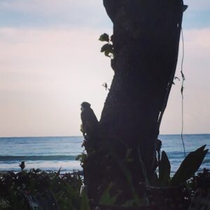 Charles Halford Instagram - Been waiting months to post this perfectly exposed video of a really chill monkey. ;) #nospoilers 
Love to the #obx fam and fans #P4L
