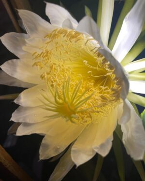 Charles Halford Instagram - The first dragon breathes
Tropical storm Los Angeles 
pollen paste, create.

. #pitaya #night #flowers #rain #haiku