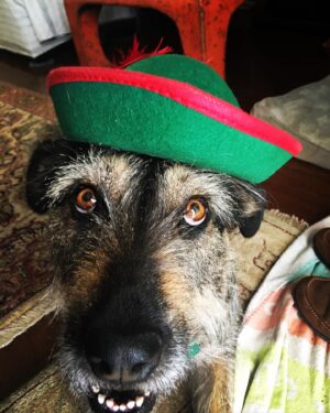 Charles Halford Instagram - A dog wearing a hat.  A sporting Lady.  Put a feather in my cap and call me a good girl. 
#dogswearinghats 
#dogsinhats 
#LadyMacBeard
#goodsport 
#costume 
#dog