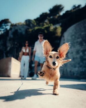 Charles Leclerc Instagram - flying ears and swimming fast