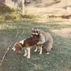 Charles Shaughnessy Instagram - Worst hunting dog EVER! #coonhound #allyouneedislove