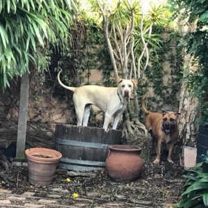 Charles Shaughnessy Instagram - When you’re working with great actors they will sometimes just FIND the shot for you..#ActingforFilm #doglovers #henrirousseau #CanineCousins