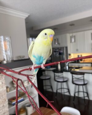 Charles Vandervaart Instagram - My beautiful, sweet little April passed away last night. I am absolutely devastated she is gone, but she made me so so happy and I have endless good memories to remember her by. She was so brave when she got sick towards the end. I miss you dearly April. I am so grateful to have had you in my life. I love you so so much. I hope there’s lots of millet in heaven ❤️🪽