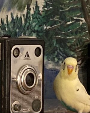 Charles Vandervaart Instagram - My beautiful, sweet little April passed away last night. I am absolutely devastated she is gone, but she made me so so happy and I have endless good memories to remember her by. She was so brave when she got sick towards the end. I miss you dearly April. I am so grateful to have had you in my life. I love you so so much. I hope there’s lots of millet in heaven ❤️🪽