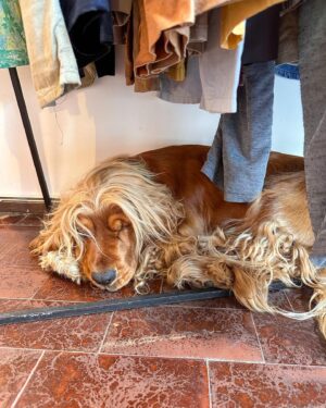 Charlie Bushnell Instagram - found one majestic ahh dog in paris