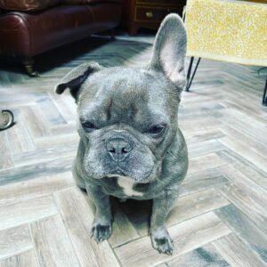 Charlie Hides Instagram - Colin’s ear is swollen so now it’s at a jaunty angle. #FrenchieSwagger