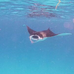 Charlotte Mint Instagram - 1 - notre bonheur d’être sur une île déserte 🧜‍♀️ 
2- coucou d’une raie manta 🌊🌍 
3- gratitude d’être ensemble 🙏 
4- nuage de poissons 🐠 
5 - requin nourrice qui fait un gros dodo 🦈