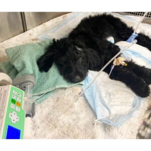 Chelsea Cardona Instagram - Welcome home Paisley 🎀 
Please swipe to read her story. 
@save_a_life_pet_rescue @oviedovetcare