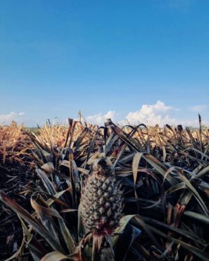 Chen Liping Instagram - Happy Birthday SINGAPORE 🇸🇬 ❤️ ❤️ ❤️🍍🍍🍍
#GreetingsFromPineappleFarm
#Love #Peace #Joy #PTL
#旺旺 #新加坡 #国庆日