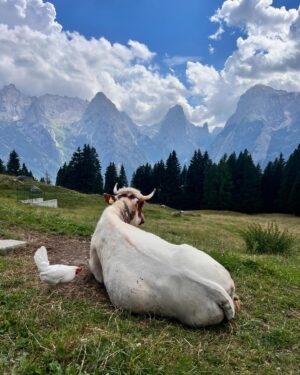 Chiara Galiazzo Instagram - Un’ Insolita Estate - Fino a qui ❤️🌹

Foto a caso ma rappresentative di stati d’ animo 🐂🐓