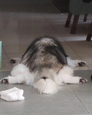 Choi Hyun-seok Instagram - 거북이

#siberianhusky  #turtle