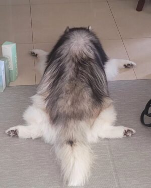 Choi Hyun-seok Instagram - 거북이

#siberianhusky  #turtle