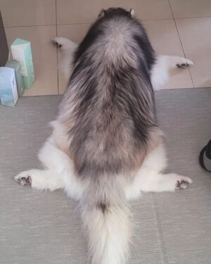 Choi Hyun-seok Instagram - 거북이

#siberianhusky  #turtle