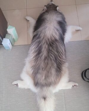 Choi Hyun-seok Instagram - 거북이

#siberianhusky  #turtle
