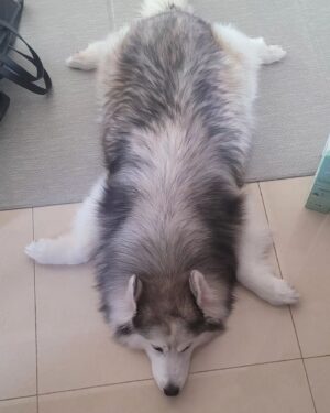 Choi Hyun-seok Instagram - 거북이

#siberianhusky  #turtle