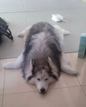 Choi Hyun-seok Instagram - 거북이

#siberianhusky  #turtle