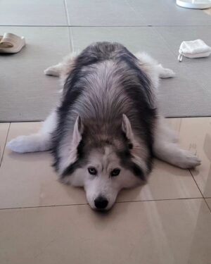 Choi Hyun-seok Instagram - 거북이

#siberianhusky  #turtle