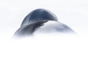 Chris Packham Instagram - Leopard Seal landscape , Antarctica , Canon 5D SR , 500mm F4 #canon #canonuk #wildlife #birds #antarctica #exodustravels