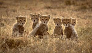 Chris Packham Instagram - Cheetah Canon 5D SR #canon #canonphotography #canonuk #canonusa #nhm_wpy