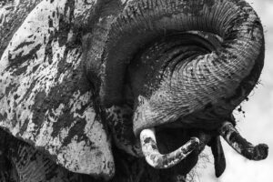 Chris Packham Instagram - African Elephant Canon R Infrared Conversion #canon #canonphotography #canonuk #canonusa #nhm_wpy