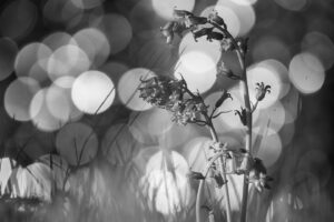 Chris Packham Instagram - Bluebells , Canon R Infra Red conversion #canon #canonphotography #canonuk #nhm_wpy