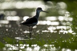 Chris Packham Instagram - Black-winged Stilt , The Gambia . #birds #bird #wildlifephotography #wildlife #thegambia #thegambiaexperience