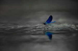 Chris Packham Instagram - Beautiful Demoiselle #wildlifephotography #photography #NaturePhotos