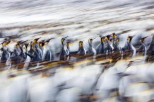 Chris Packham Instagram - King Penguins , Salisbury Plain , South Georgia . Canon 5D SR , 500mm F4 . Two second slow pan . #canon #canonphotography #canonuk #penguin #penguins #birds #birdphotography #wildlifephotography #wildlife