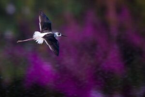 Chris Packham Instagram - Black-winged Stilt , The Gambia . #bird #birds #birdphotography #wildlifephotography #wildlife #thegambia #thegambiaexperience