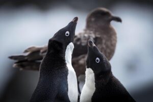 Chris Packham Instagram - Adelie Penguins watched over by South Polar Skua . Antarctic peninsular . Canon 5DSR , 500mm F4 . #canon #canonphotography #canonuk #wildlifephotography #wildlife #penguin