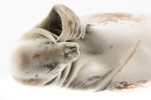 Chris Packham Instagram - Crab Eater Seal , Antarctica , Cano 5D SR , 500mm F4 #canon #canonuk #wildlife #birds #antarctica #exodustravels . Another ‘drawn’ image achieved by shooting three stops over so the snow/ice burns out and fiddling in Lightroom .