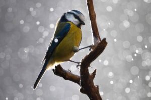 Chris Packham Instagram - Blue Tit #NaturePhotos #wildlifephotography #photography