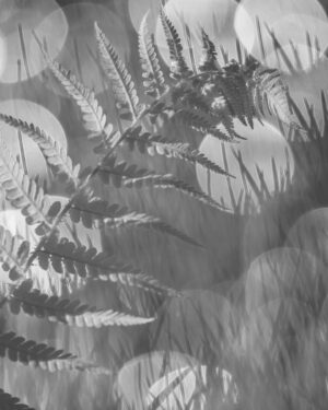 Chris Packham Instagram - Male Fern . Canon R5 Infra Red conversion #canon #canonphotography #canonuk #canonusa #nkm_photography_official