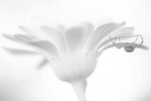 Chris Packham Instagram - Crab Spider - Misumena on the Canon R Infra Red conversion #canon #canonphotography #canonuk #nhm_wpy