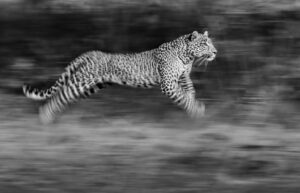 Chris Packham Instagram - Leopard Canon R Infrared Conversion #canon #canonphotography #canonuk #canonusa #nhm_wpy