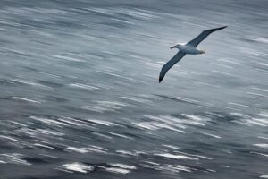 Chris Packham Instagram - Southern Royal Albatross , Drake Passage . Canon 1DX Mk 2 , 500mm F4 . #wildlife #wildlifephotography #wildlifeplanet #canon #canonphotography #canonuk #birds #birdphotography #albatross