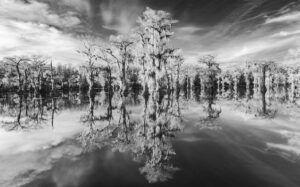 Chris Packham Instagram - More Infra Red on the Canon R5 conversion . #canon #canonphotography #canonuk #nhm_wpy