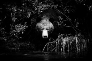 Chris Packham Instagram - Grizzly Bear #wildlifephotography #NaturePhotos #photography #grizzly