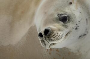 Chris Packham Instagram - Crab Eater Seal , 5D SR , 500mm F4 #canon #canonuk #wildlife #birds #antarctica #exodustravels