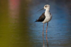 Chris Packham Instagram - Black-winged Stilt , The Gambia . #birds #birdphotography #wildlife #wildlifephotography #thegambia #thegambiaexperience