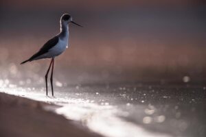 Chris Packham Instagram - Black-winged Stilt , The Gambia . #birds #birdphotography #wildlifephotography #wildlife #thegambia #thegambiaexperience