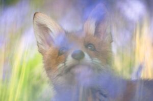 Chris Packham Instagram - Fox #wildlifephotography #NaturePhotos #fox